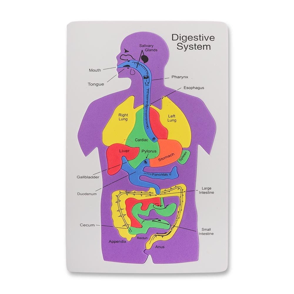 Organs Foam Board 331252-ORGANS-FOAM-BOARD