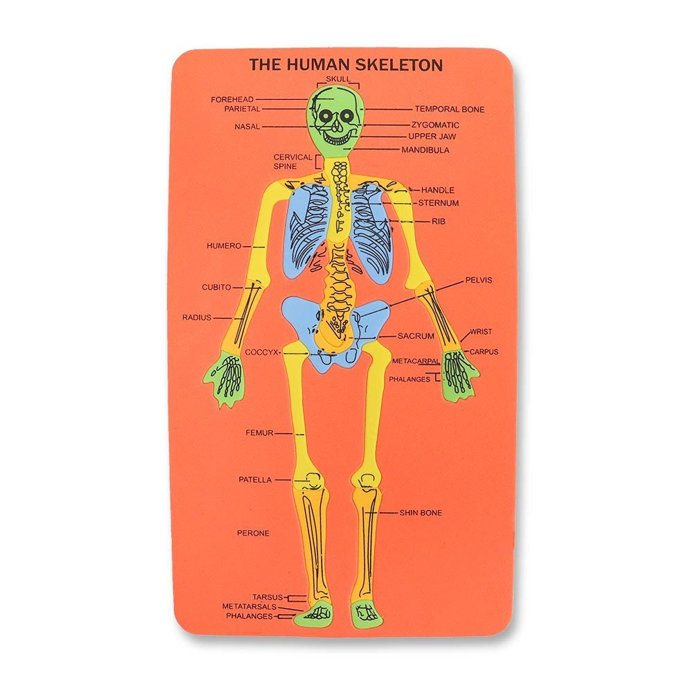 Skeleton Foam Board 331253-SKELETON-FOAM-BOARD