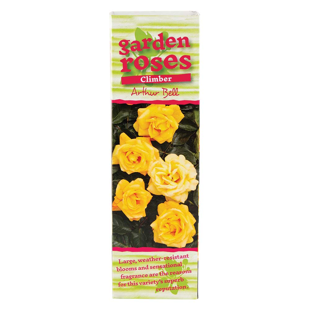 Climbing Rose Bushes