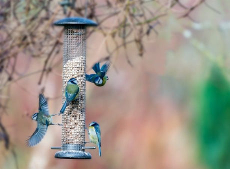 Help Birds in Your Garden