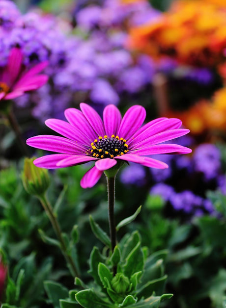 Our Guide to Gardening Throughout the Year | Poundstretcher