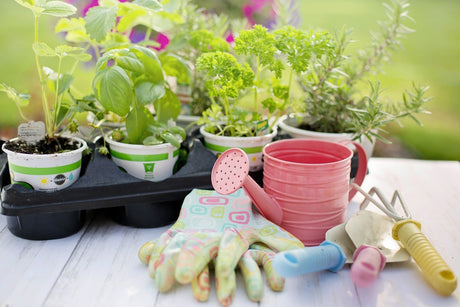 From the Garden Fence to the Patio: Top Gardening Ideas on a Budget