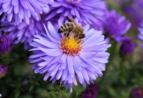Top 5 Ideas to get you Buzzing for World Bee Day