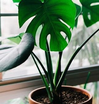 Discover All the Plant Propagation Essentials You Need