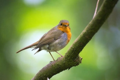 Garden Bird Watching 101: all you need to know