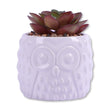 Owl Pot With Succulent Red Leaf 329437-OWL-POT-WITH-SUCCULENT-READ-LEAF