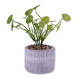 Patterned Grey Pot Plants 329792-PATTERNED-GREY-POT-PLANTS