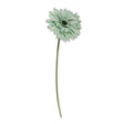 Green Gerbera 327376-GREEN