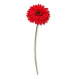 Red Gerbera 327376-RED
