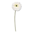 White Gerbera 327376-WHITE
