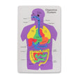 Organs Foam Board 331252-ORGANS-FOAM-BOARD