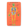 Skeleton Foam Board 331253-SKELETON-FOAM-BOARD