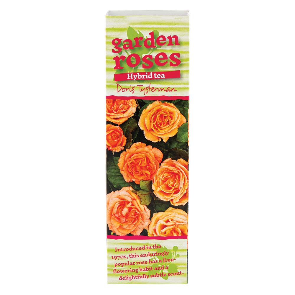 Climbing Rose Bushes