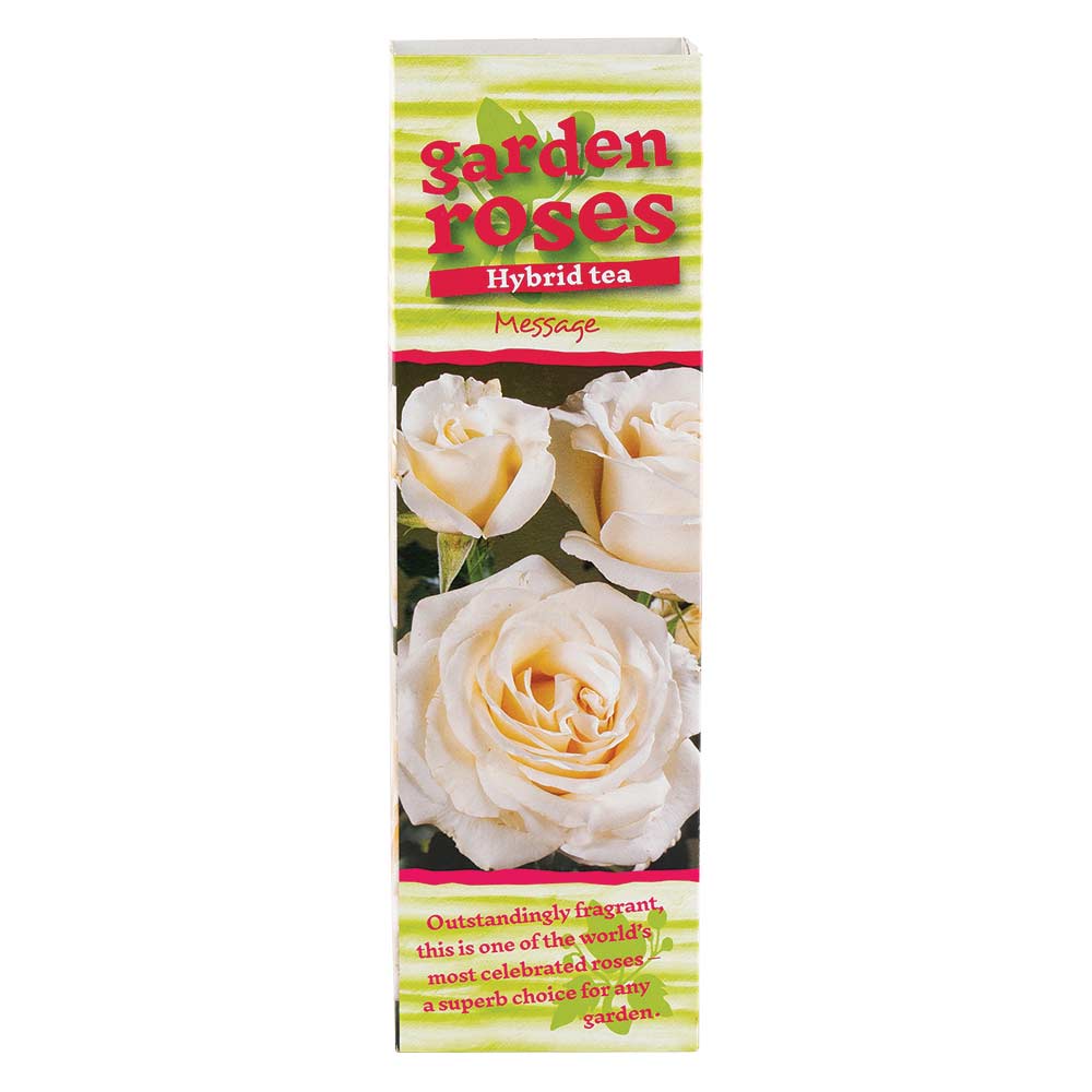 Climbing Rose Bushes