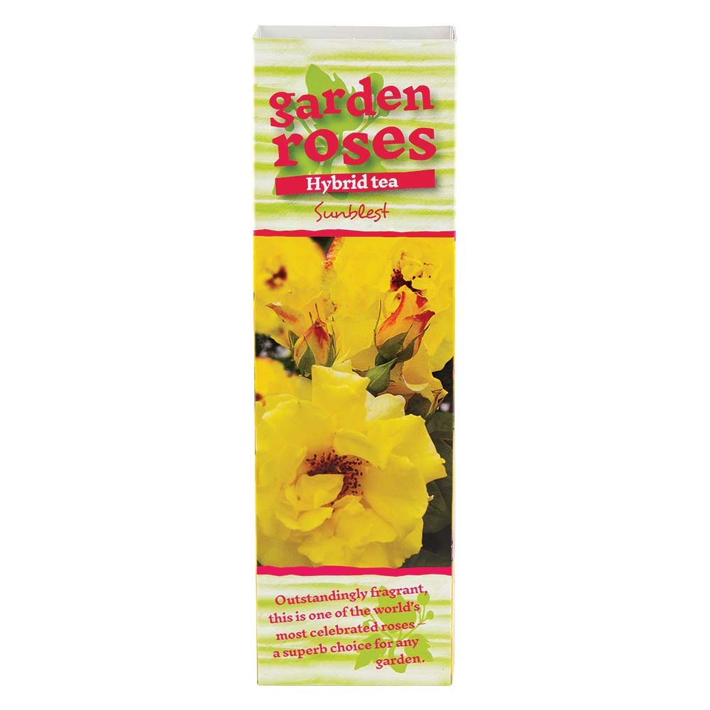 Climbing Rose Bushes