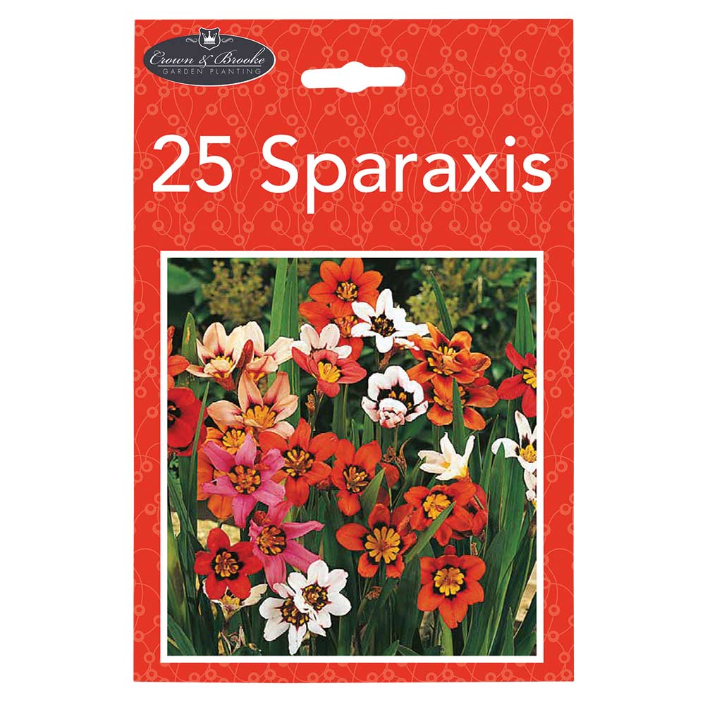 Summer Mini Bulbs