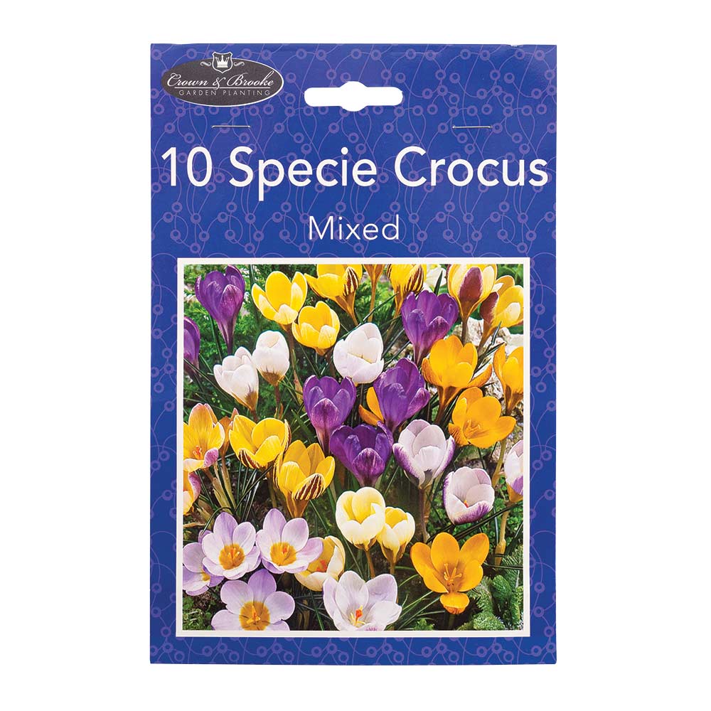 Winter Crocus Collection