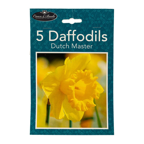 5 Dutch Master Daffodils 345748- DUTCH