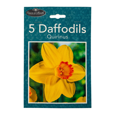 5 Quirinus Daffodils 345748-QUIRIN