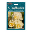 5 White Cheerfulness Daffodils 345748 - WHITE
