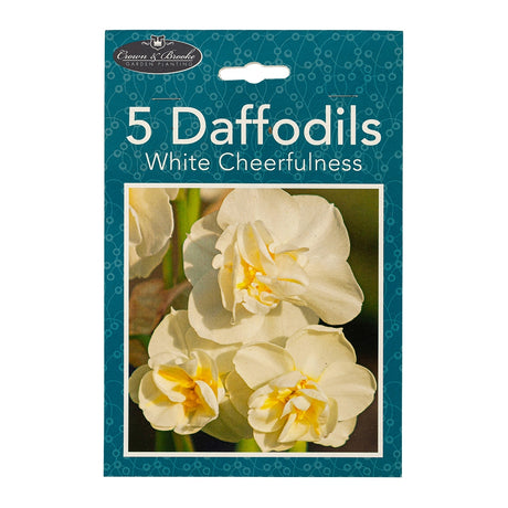 5 White Cheerfulness Daffodils 345748 - WHITE