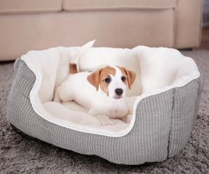 Dog Beds | Comfort \u0026 Style | Poundstretcher
