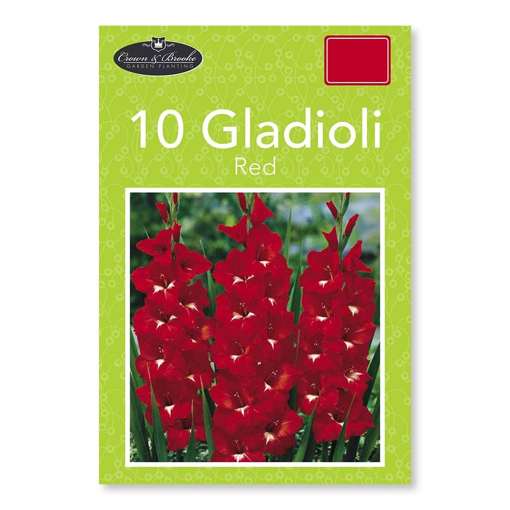 10 RED GLADIOLI 