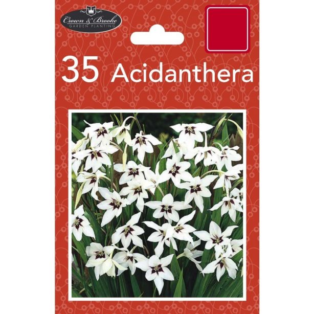 A packet of white Acidanthera bulbs from Poundstretcher