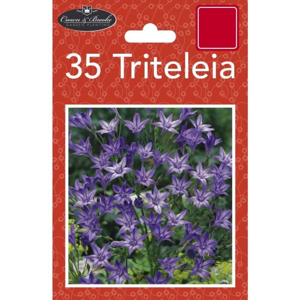A packet of Triteleia seeds from Poundstretcher
