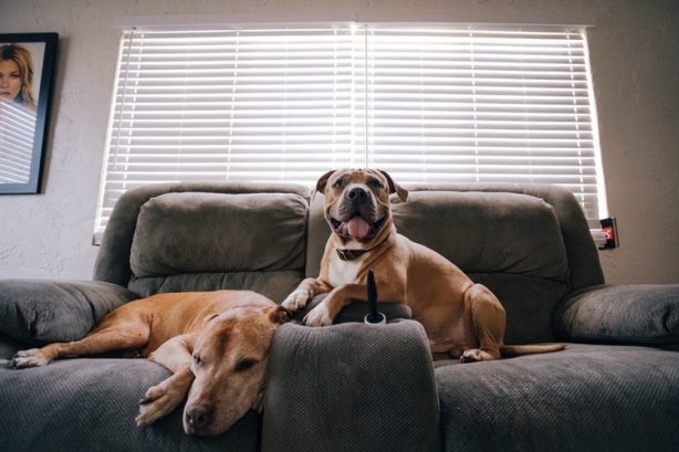 two dogs sat on a sofa in a home.